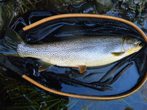 An armchair biologist's guide to identifying sea run cutthroat trout