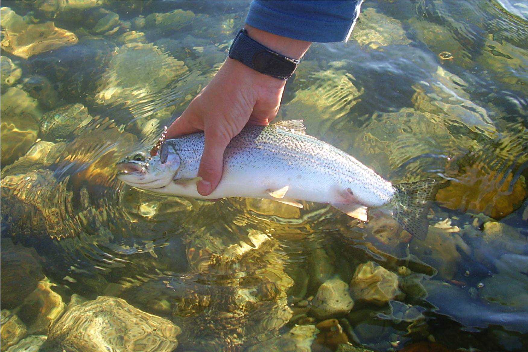 Searun Coastal Cutthroat Trout - Sea lice! Parasitic copepods like  Lepeophtheirus salmonis and Caligus clemensi have been shown to increase  rates of early marine mortality for juvenile salmon and trout but also